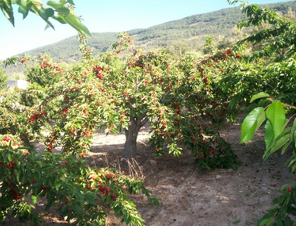 Las Calabazas Barrado 객실 사진